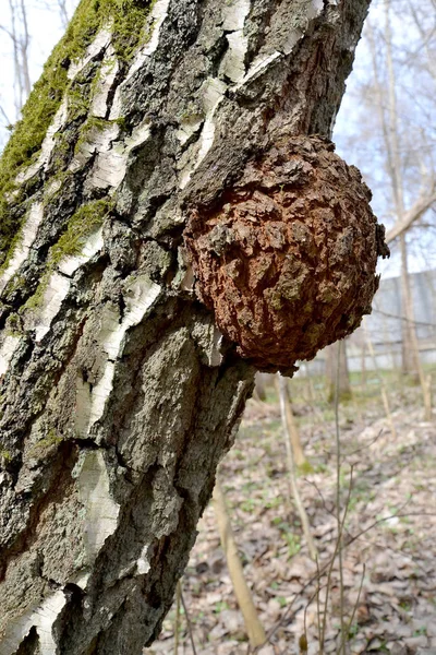 Outgrowth on a birch trunk — Stock Photo, Image