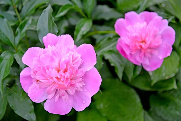 Rosa Blüten einer Pfingstrose (Paeonia l.) aus nächster Nähe — Stockfoto