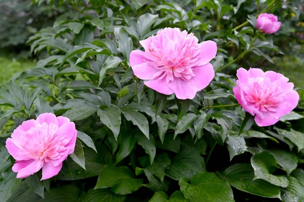 Bush av rosa färger av en pion (Paeonia L.) i en trädgård — Stockfoto