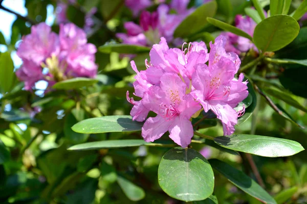 Pembe çiçek açması ormangülü (Rhododendron L.) — Stok fotoğraf