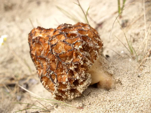 Morillon conique (Morchella conica Pers. ), poussant sur sable — Photo