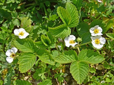 Çilek çiçek açması (çilek ananassa (Duchesne Weston ex) Duchesne Rozier ex)