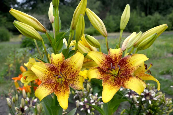 Lirios amarillo, un grado de piedra dorada (Lilium asiática) crecen en un jardín —  Fotos de Stock