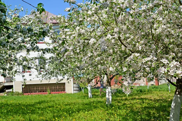 Le verger de pommiers en fleurs sur le site du pays — Photo