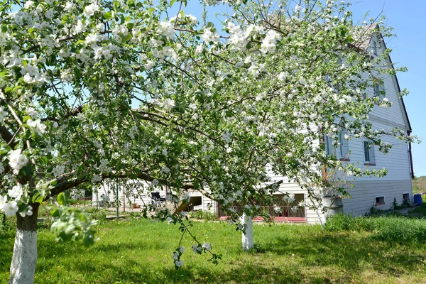 カントリー ・ ハウスの背景に満開のりんごの木 — ストック写真