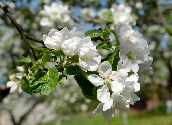 Flor de maçã de perto — Fotografia de Stock