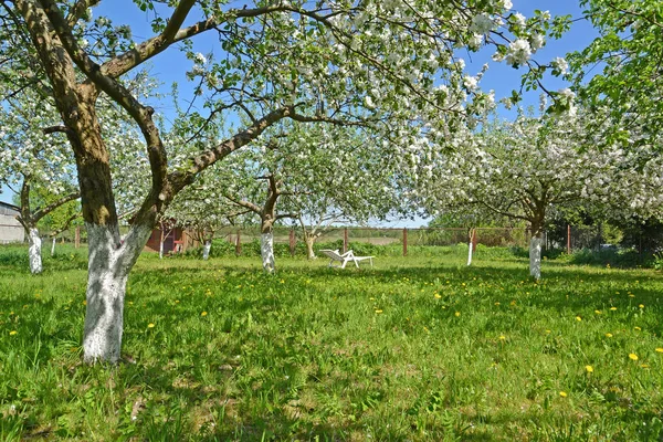 Çiçek açması elma ağaçlarının bir bahçe. Bahar — Stok fotoğraf
