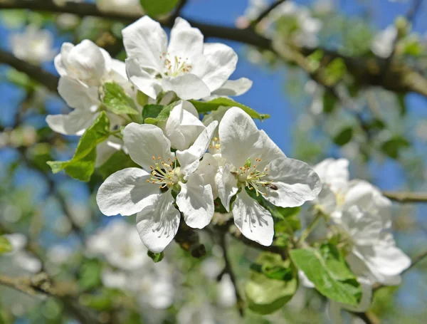 Květy jabloní zblízka. Jaro — Stock fotografie