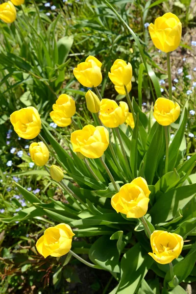 De bloei gele tulpen, Golden Tycoon rang — Stockfoto