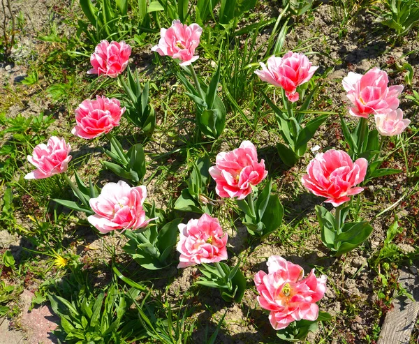 Rozkvetlé tulipány růžové froté v zahradě — Stock fotografie
