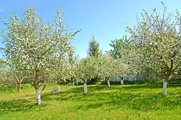 Die blühenden Apfelbäume an sonnigen Frühlingstagen — Stockfoto