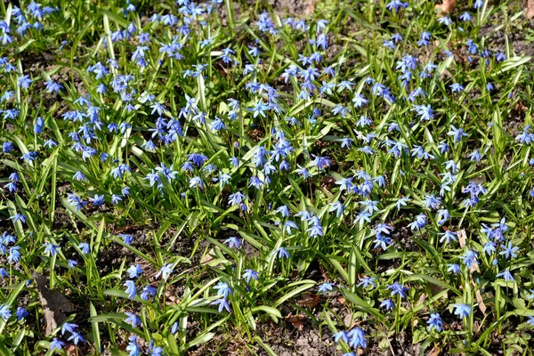 Tło z Syberii (Scilla siberica Andrews) kwitnsomin — Zdjęcie stockowe