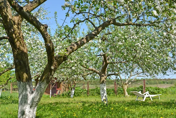 Sezonní dače s kvetoucích jabloněmi. Jaro — Stock fotografie