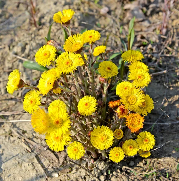 Kwitnących z podbiału zwykłych (Tussilago farfara L.) — Zdjęcie stockowe