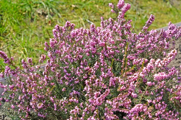 Çiçek açan Erica Herb (Erica Carnea L.)