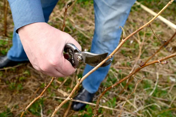 Bir adam ahududu kaçışını makaslarla keser. Bahar bahçesi çalışması
