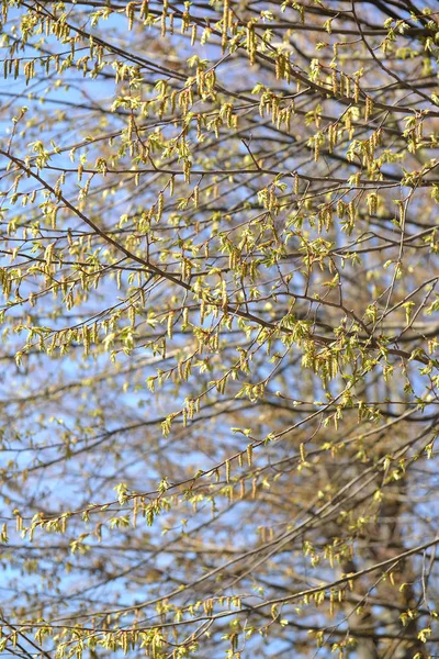 Florecimiento de un carpe ordinario (Carpinus betulus L .) — Foto de Stock