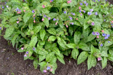 Çiçek açan lungwort şeker, ya da benekli (Pulmonaria saccharata Bayan Moon)