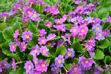 Çiçek açan çuha çiçeği (Primula l.) leylak rengi