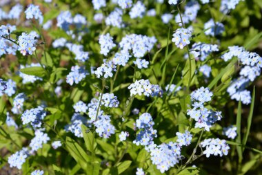Çiçek açan unut-me-değil bataklık (Myosotis scorpioides L.), güneş ile aydınlatılmış. Arka plan