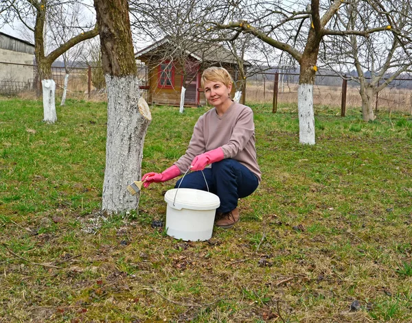 Bahçede bahar işi, meyve ağaçlarının beyazlatılması — Stok fotoğraf