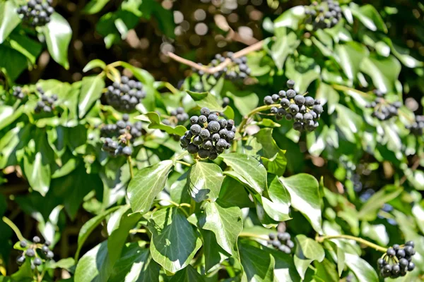 Grappoli di bacche di edera ordinaria (Hedera helix L .) — Foto Stock