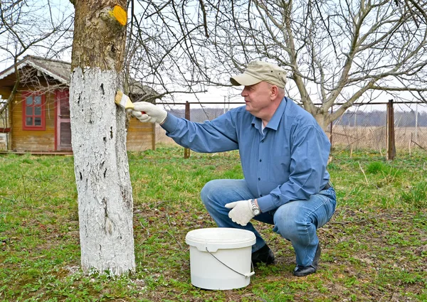 The pensioner bleaches a trunk of a fruit tree. Spring works in a garden. — Stock Photo, Image