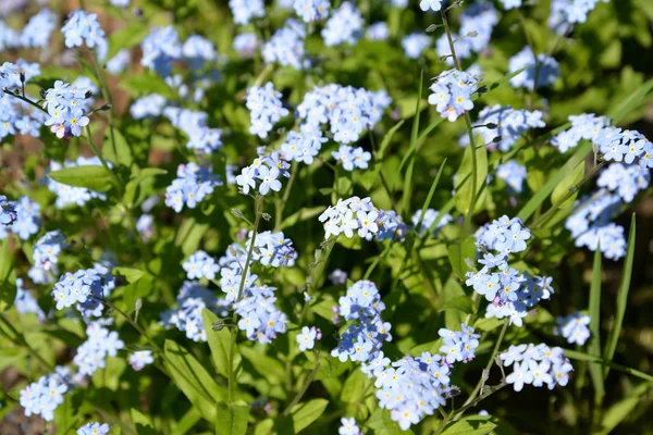 Çiçek açan unut-me-değil bataklık (Myosotis scorpioides L.), güneş ile aydınlatılmış. Arka plan — Stok fotoğraf