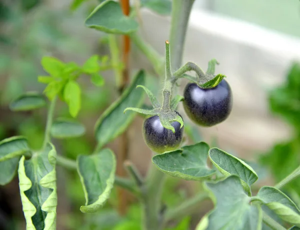 Tomates pretos do grau Índigo de Rosa (Indigo Rose ) — Fotografia de Stock