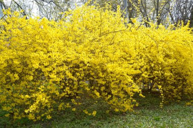 Forsaytiya Avrupa (Forsythia europaea) bir çiçek çalılar görünümü)