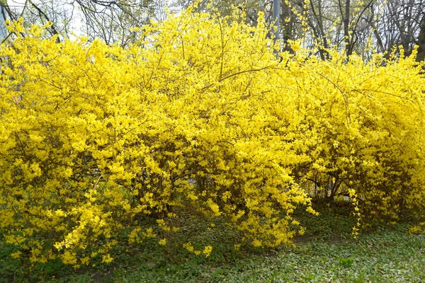 Forsaytiya Avrupa (Forsythia europaea) bir çiçek çalılar görünümü)