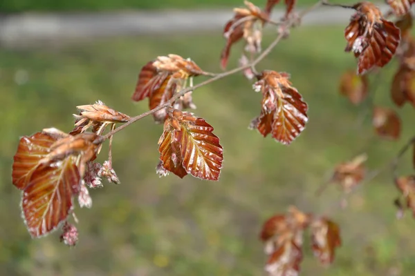 Beuken bos (Fagus sylvatica L.), een tak met jonge bladeren en bloemen — Stockfoto