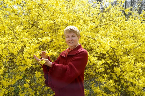 La femme se tient près du buisson en fleurs forsaytiya — Photo