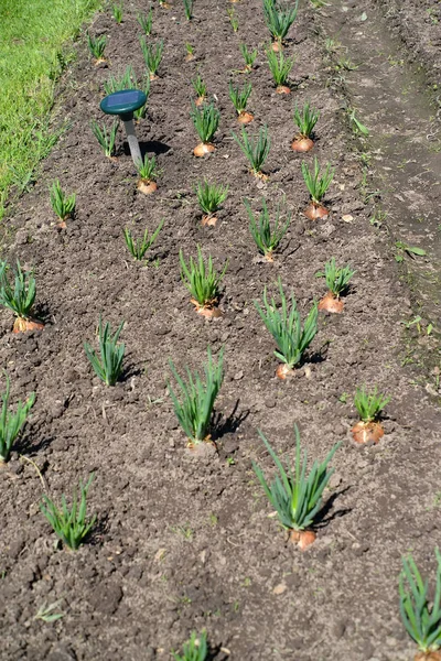 Cultivation of green onions in a kitchen garden — Stock Photo, Image