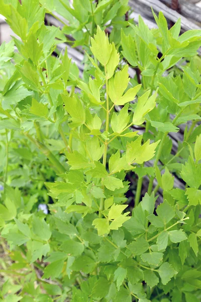 Mesane tohumu tıbbi (Levisticum officinale W.D.J.Koch), yaprakları — Stok fotoğraf