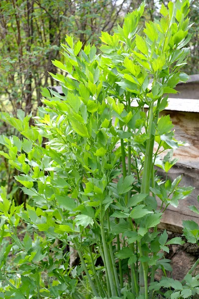 Semillas de vejiga medicinal (Levisticum officinale W.D.J.Koch), hábito vie — Foto de Stock