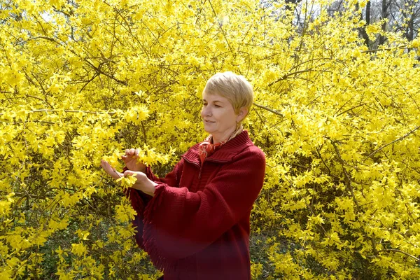 La femme mûre regarde les fleurs jaunes d'un forsaytiya — Photo