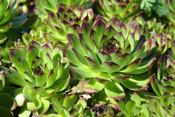 Dreschdach (sempervivum tectorum l.), Nahaufnahme — Stockfoto