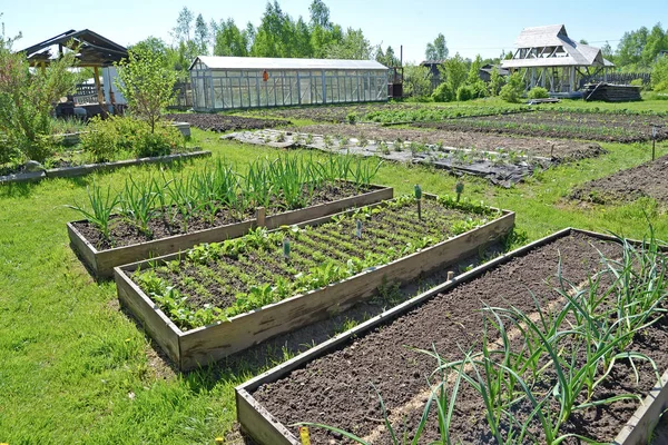 Загородный участок с огородом и теплицей весной — стоковое фото