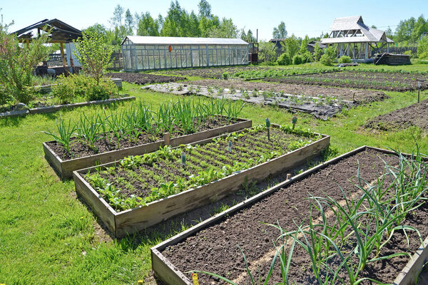 The country site with a kitchen garden and the greenhouse in the spring