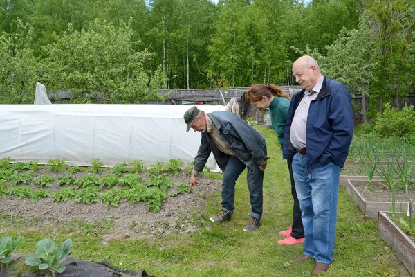 Summer residents look at a bed with the growing potatoes
