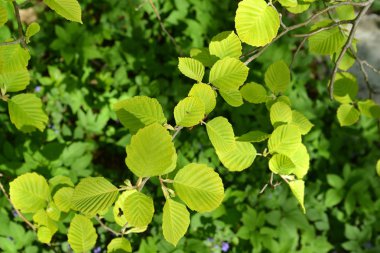 Alder şube kükürt altın (Alnus incana aurea Dipp.)