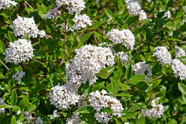 Karls'ın bir guelder-gül çiçeklenmeleri (Viburnum carlesii Hemsl.)