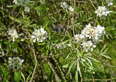 Söğüt yaprağı armut (Pyrus salicifolia f. pendula) çiçeklenme. Bahar
