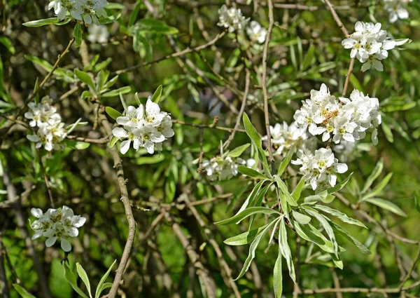 Blüte der Weidenblättrigen Birne (pyrus salicifolia f. pendula). Frühling — Stockfoto