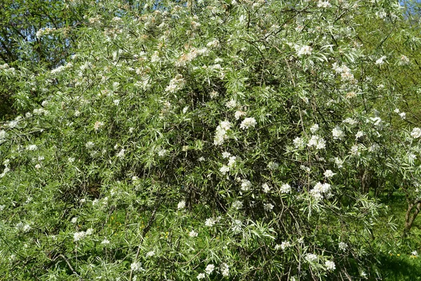 Die blühende Weidenblättrige Birne (pyrus salicifolia f. pendula). Frühling — Stockfoto