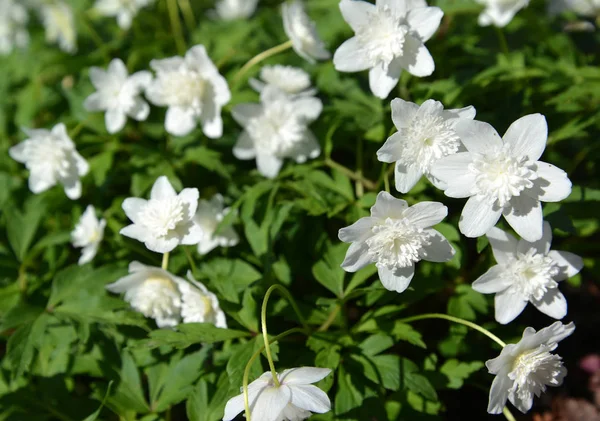 Садова форма деревного анемона (Anemone Nemorosa L .) — стокове фото