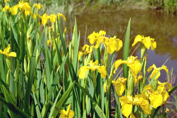 The blossoming iris, Gold grade (Iris pseudacorus L.) against the background of a reservoir