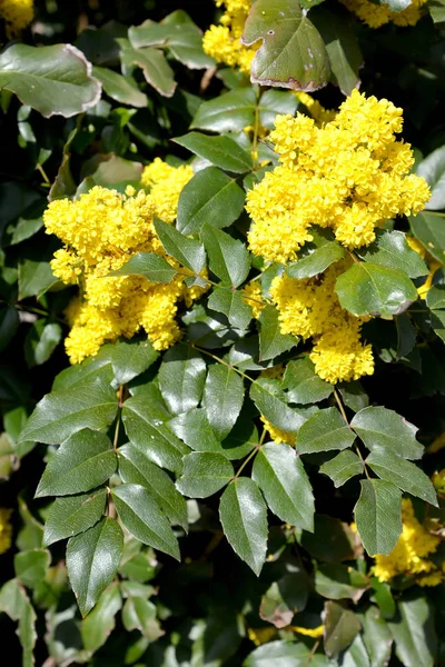 Schleppende Mahonien (Mahonia aquifolium (pursh) nutt.) — Stockfoto
