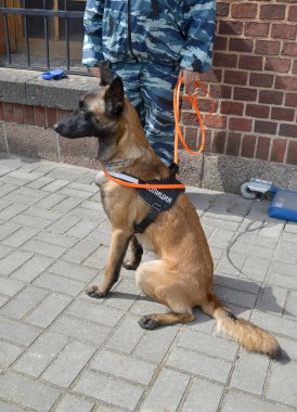 Polis bekçi köpeği cynologist arka plan karşı kaldırımda oturur